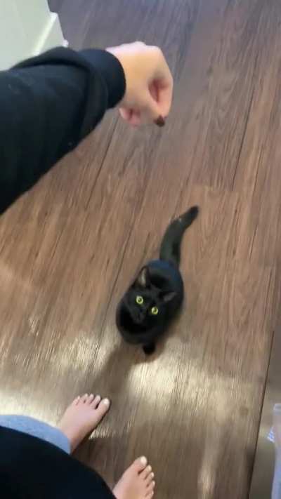 My kitty’s name is Bagheera 🥰