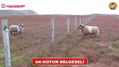 AK-KOYUN BELGESELİ