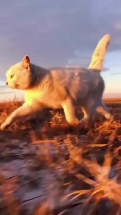 Кот идёт в закат