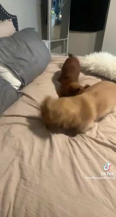 Can a dog just sneeze in peace?