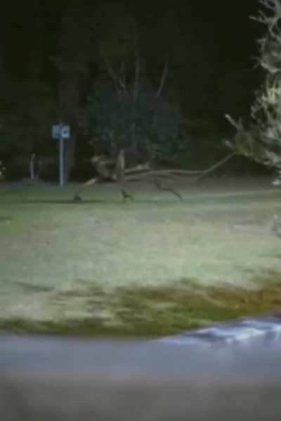 Cursed_NightWalker