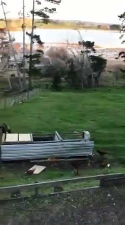 Trying to dump compost in the ram's enclosure and not quite managing to outrun him afterwards