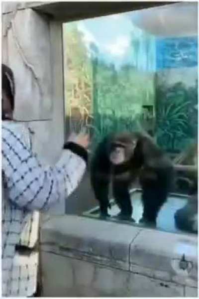 Which one is Chimpanzee?