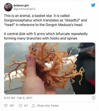Basket star