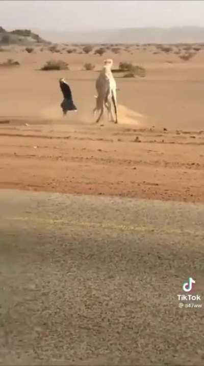 Using baby camel as bait to steer the mother away from the highway