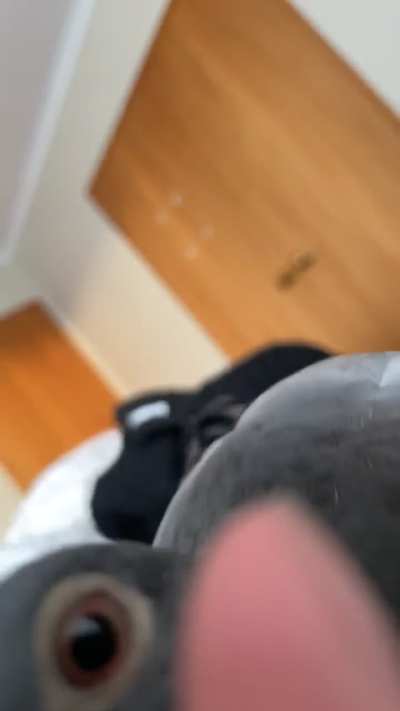 princess eating my phone