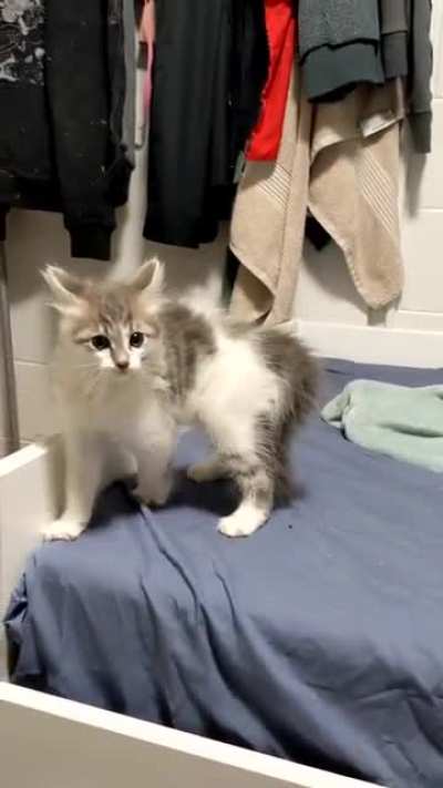 Смешной кот