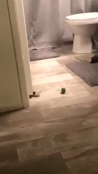 Ladies and gentlemen, I present to you… cat logic.