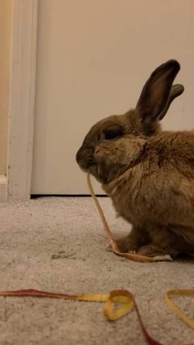 Time lapse of my bunz eating an apple peal as a Christmas treat! :)