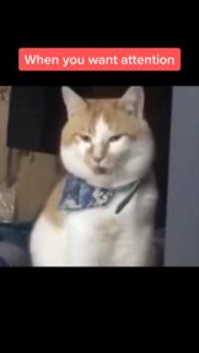 if you love cats check my youtube channel <3  
