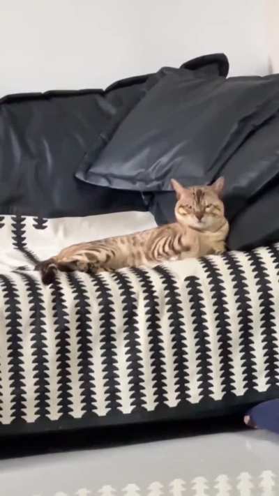 Spooked by his own tail