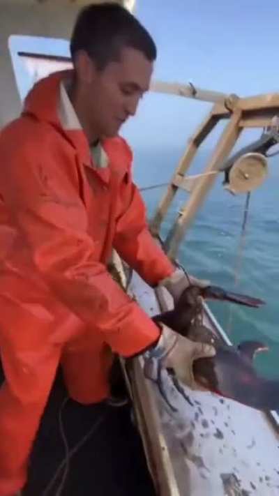 Ой, дура-а-к...