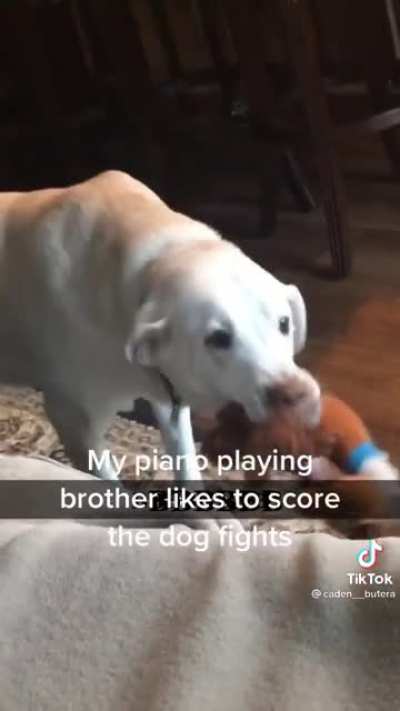 Guy narrates dogs play fighting by playing the piano