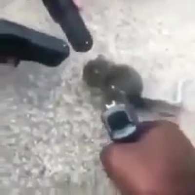 gang shit