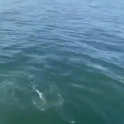 Feeding the fish!