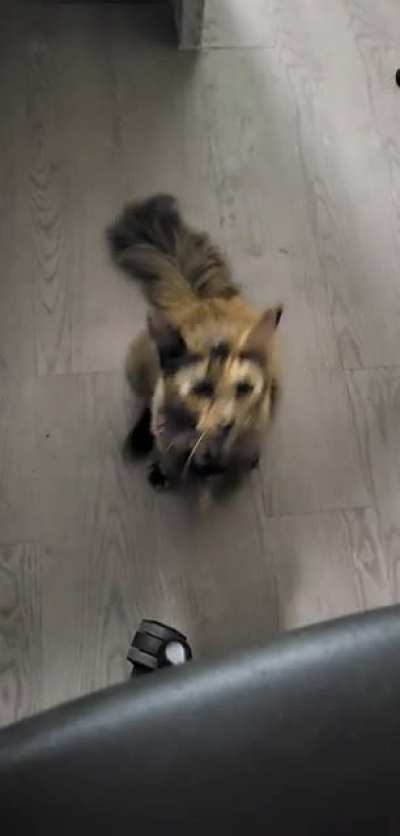 Cutest cat in the world IMO.
