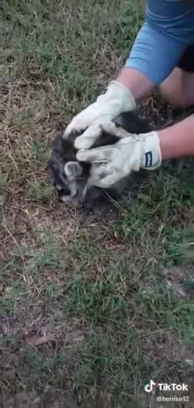 Cute raccoon