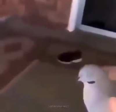 oh no.....