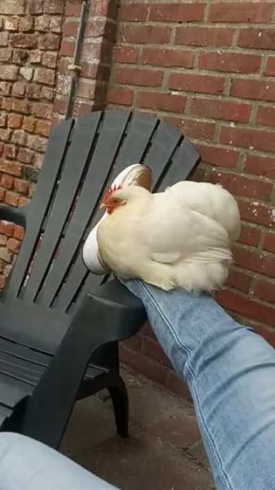 She hurt her leg and mayonnaise the chicken sat on it out of love :)))