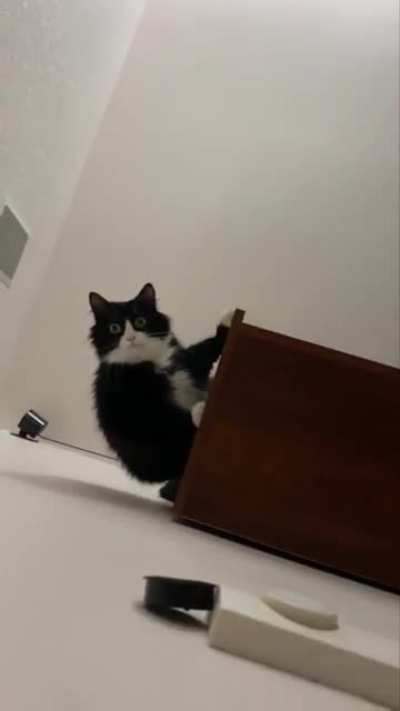Hoooman give me petss-ooohhshii