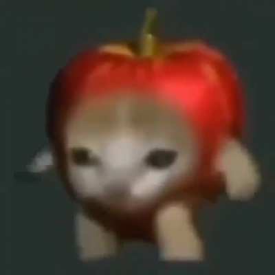 Gato