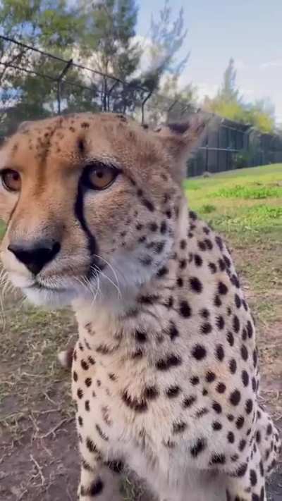 Cheetahs