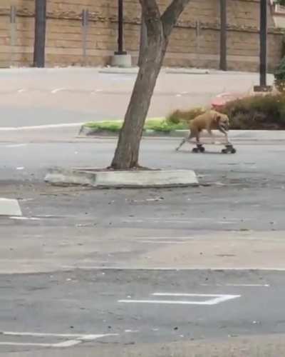 They See Me Rooliiiiinnnn...