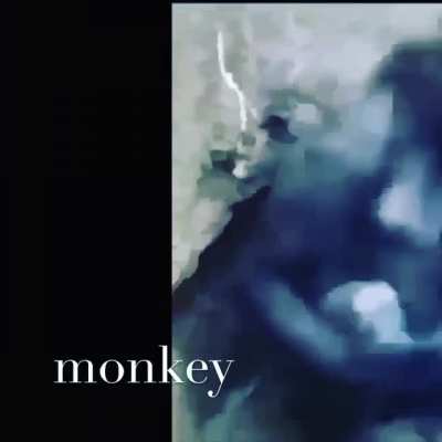 Last monkey before he extinct