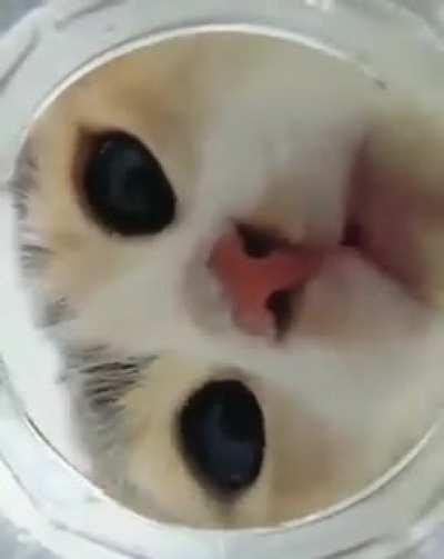 Котик