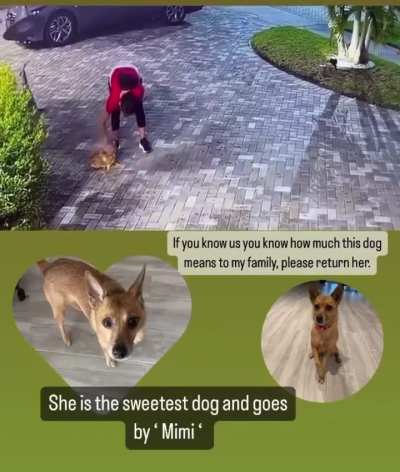 POS neighbor abducts pet from its home