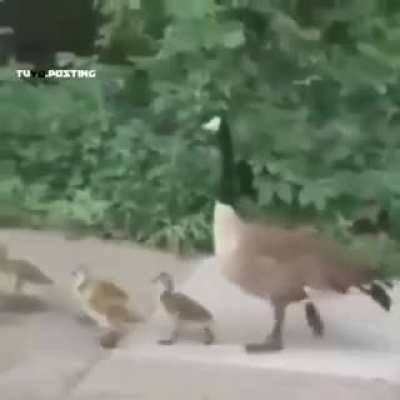 XD