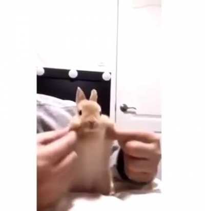 Fofo