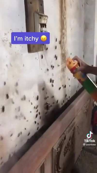 Too many insects
