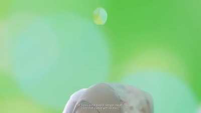 Malasyan Shampoo Ad