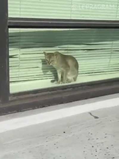 Бедный кот :c