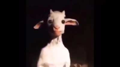 Le Gøat