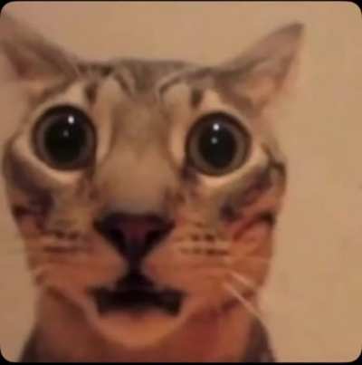 wtf