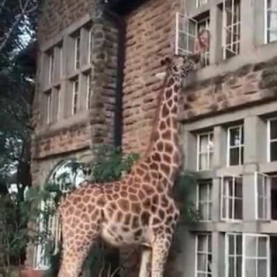 Meanwhile in Kenya