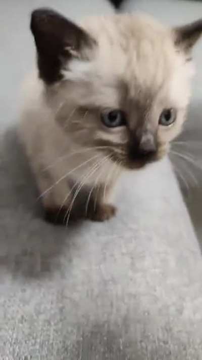 Hear me roar