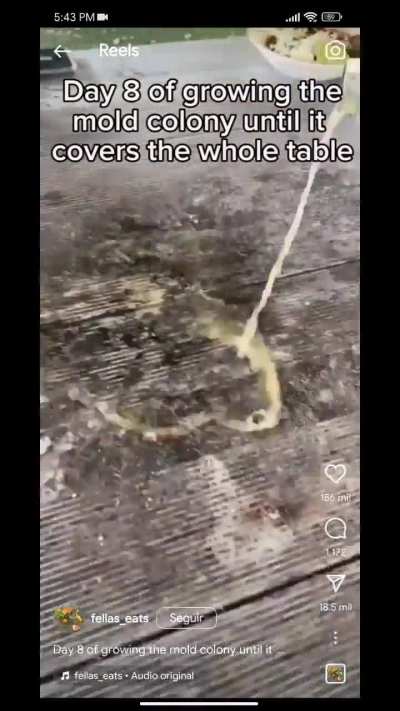 mold