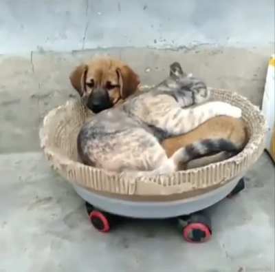 Long Day, Need A Nap.