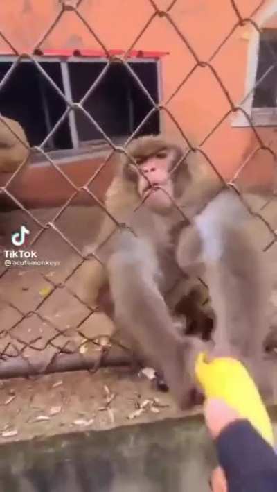 Funny monke 🐒