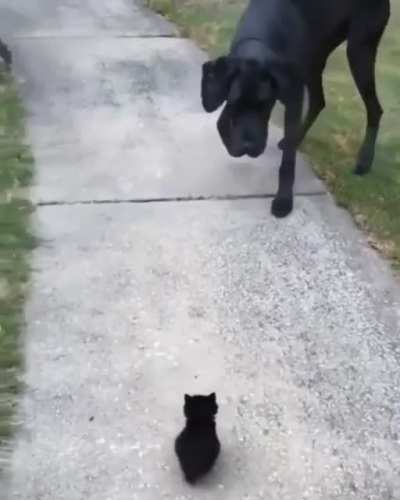 WHO. MADE. YOU. SO. SMALL.