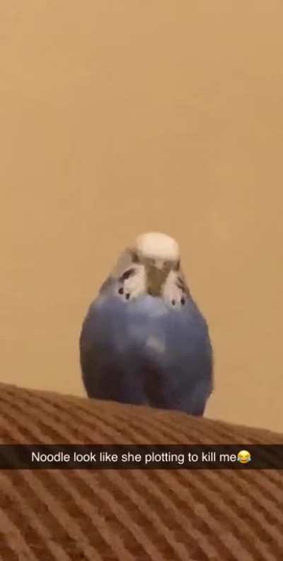 I’m starting to think my Birb is secretly a Hitman