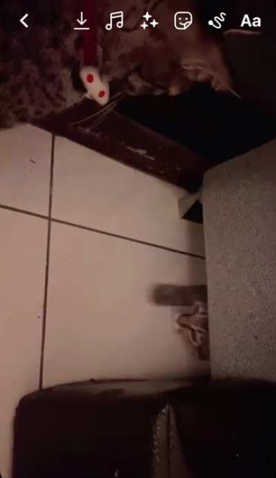Rio Loco gets himself stuck under the sofa for the five hundredth time.