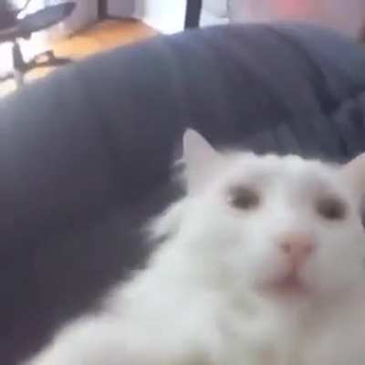 shitposting - Video #7732