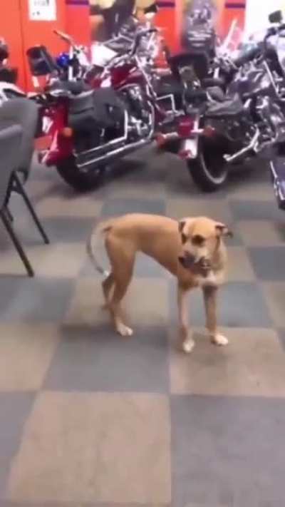 What da dog doin