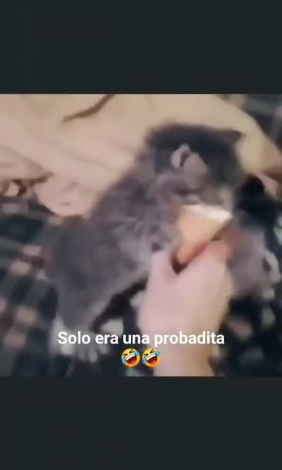 Maldito gato 