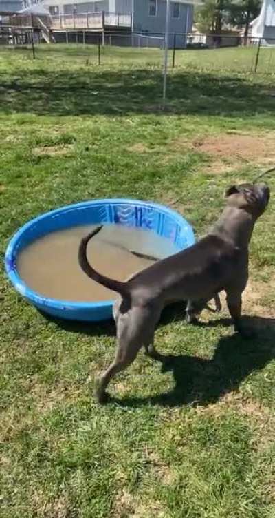 Thought we were gonna play in the pool... got a lil sidetracked 😅