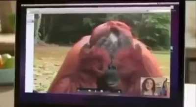 monke savage